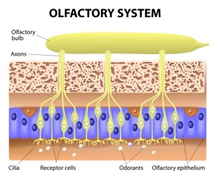 olfactory-system